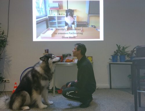 Unsere nächste Schul- Kitahund Tiergestützte Pädagogik mit Hunden in Bildungseinrichtungen  Start am: 24.05.2024 in Mettmann