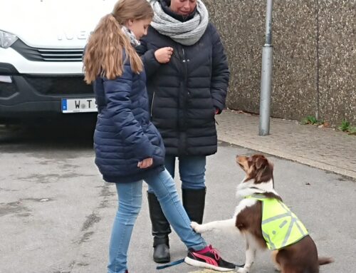Unsere nächste Schul- Kitahund Tiergestützte Pädagogik mit Hunden in Bildungseinrichtungen  Start am: 17.11.2023 in Mettmann