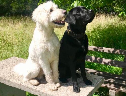 Ein kleiner Einblick in unsere Hundeschule