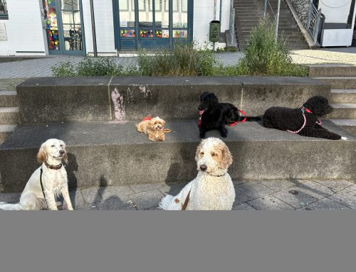 Netzwerktreffen für Fachkräfte tiergestützter Pädagogik am 03.10.2026 von 10:00 – 16:00 Uhr es wird spannend :-)