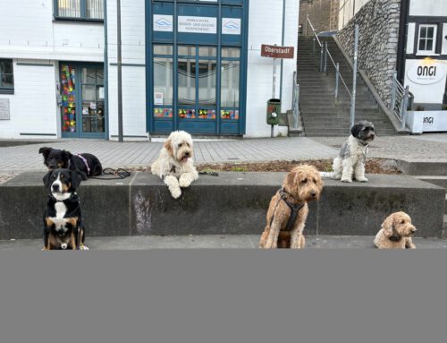Urlaub mit Hund vom 02.10.2025 – 05.10.2025 im schönen Neanderland