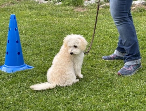 Neuer Kurs Rally Obedience ab Dienstag den 04.11.2025 um 17:00 Uhr