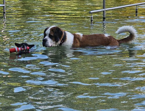 Wow Wow Mettmann Der etwas andere Hundetag am 20.09.2025 – 21.09.2025 im Mettmanner Naturfreibad