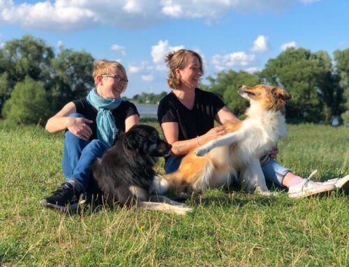 In Seevetal Tiergestützte Pädagogik mit Hunden Start 15.09.2023